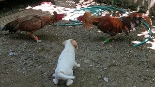 Part 4 - 2x winner Hennie Supervitamina B12 vs. STAG