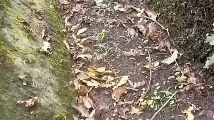 [Video Pelepas Stres Si Tomi Gendut] Karya terbaru saya, buruan tonton dulu!