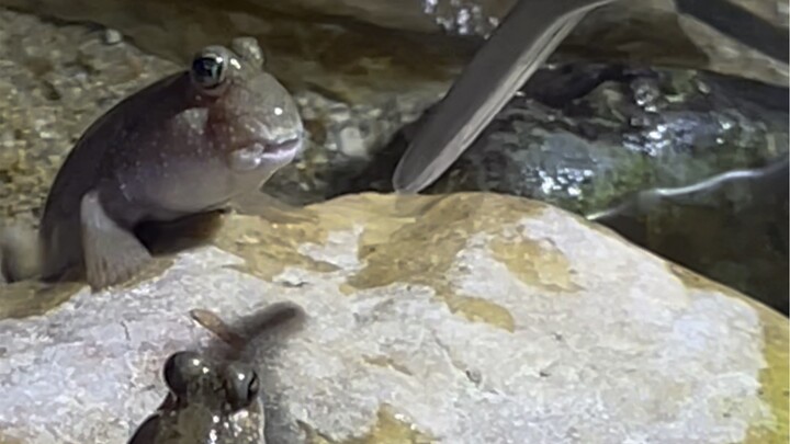 One shrimp, multiple uses~ Yaya!