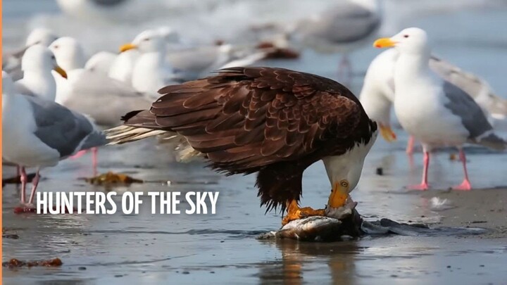 Wild Iberia _ Episode 4 Winter  Free Documentary Nature (1080P_HD)