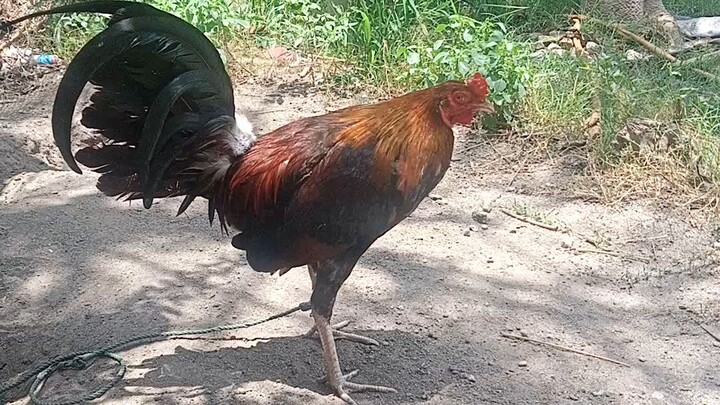 I'm not gambler but I love 😘 cock my morning routine pawala nang stress