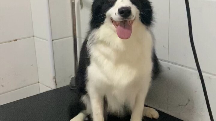 Ye Zi gets really excited when she sees the cat.