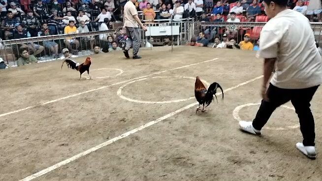 smc 3rd fight urban Knight's