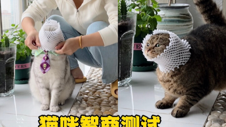 Trò chơi trắc nghiệm trí thông minh của mèo, “Vua Mèo” có thể giành chiến thắng không?
