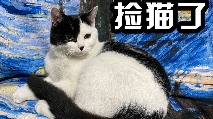 A cat suddenly ran up to me when I opened the door at night. It looks like it’s pregnant—what should