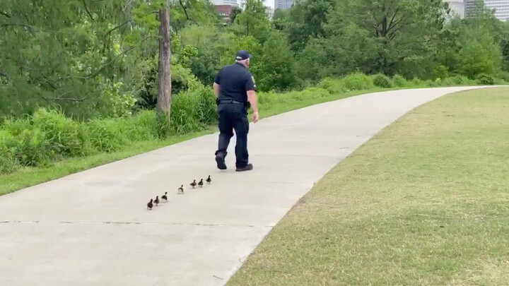 In Houston, a Hong Kong cop helps a group of lost ducklings find their mother.