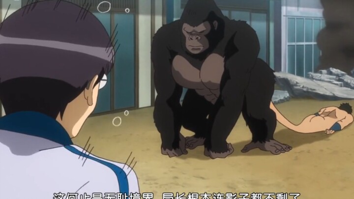 Kaos Orangutan!