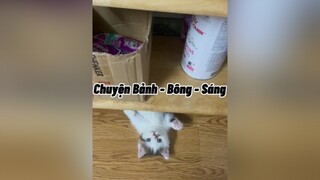 Chuyện buồn đừng haha nha mèo cute