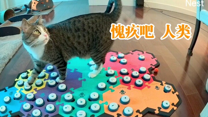 Satu kalimat membuat pemilik kucing tak bisa tidur di tengah malam dan terus-menerus memukul dada se