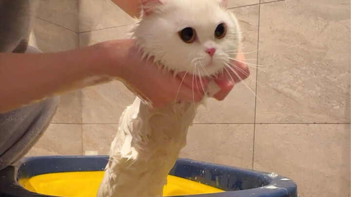 الخبز الكبير ينكمش كثيرًا عند الغسيل