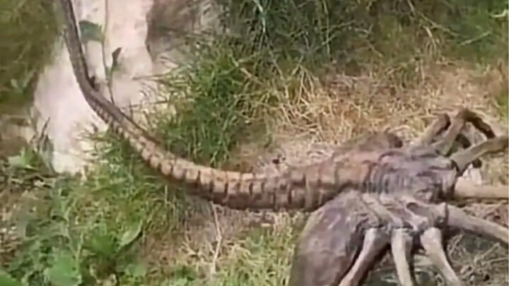 لم أُحدِّث برنامج “التحقيق في الأشياء الغريبة” منذ وقت طويل، لكن مع هذا الشيء الأخير فتحت عيني حقًا.