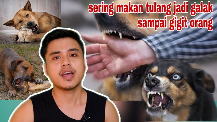 apakah ANJING makan tulang bisa bikin galak?  awas jangan salah didik !