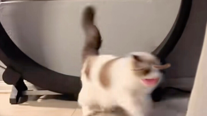 Apa maksud dari kucing-kucing ini?