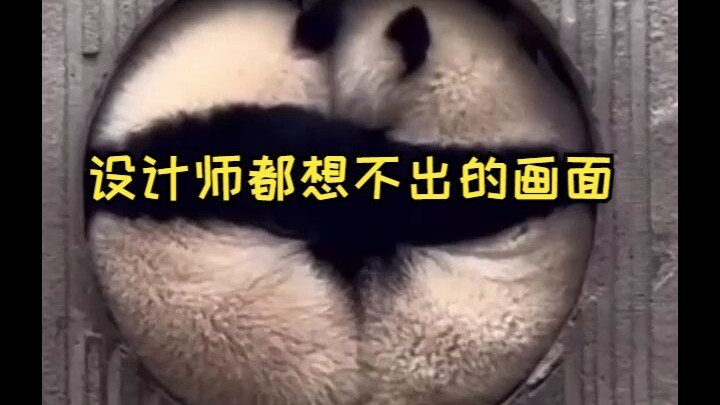 Cảnh mà cả nhà thiết kế cũng không nghĩ ra được, lại bị Panyuezai “biến hóa” thành hiện thực 😂