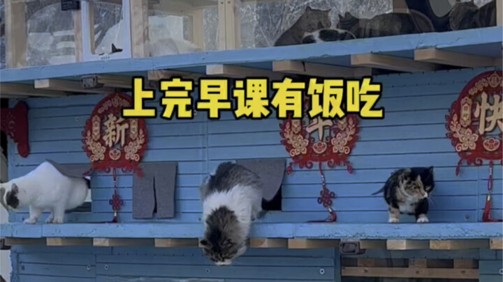 Wishing all these little strays a peaceful, safe, and joyful new year here.