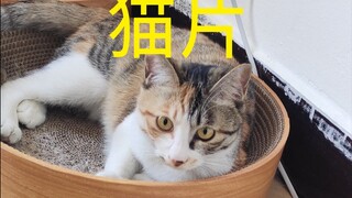 猫 片 来 啦