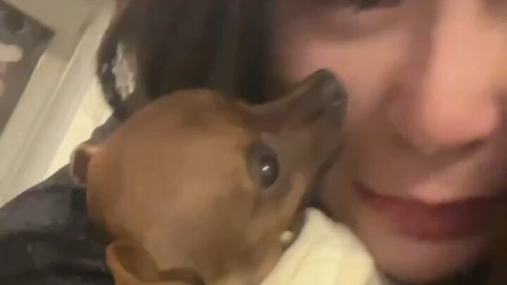 A puppy went to Wangxing. At first I thought it was a funny video until I read the comments section.