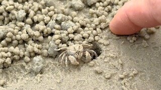 الأم تنتظر بفارغ الصبر على الشاطئ لصيد "سرطان البحر"