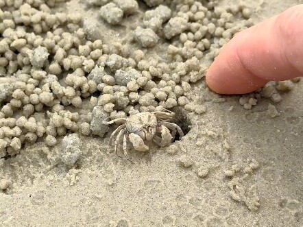 Mẹ tôi ngồi trên bãi biển chờ "cua" đến tự đâm đầu