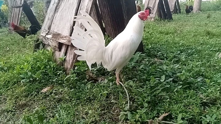 Pure white Kelso beboy line 6 months