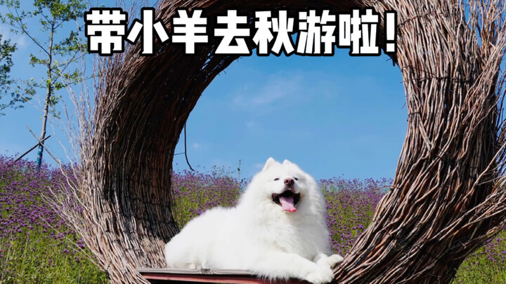 Let’s Take the Pup on an Autumn Outing!