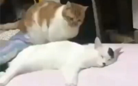 Cat: Assassination Mission, Now Underway【Tom & Tom #1】