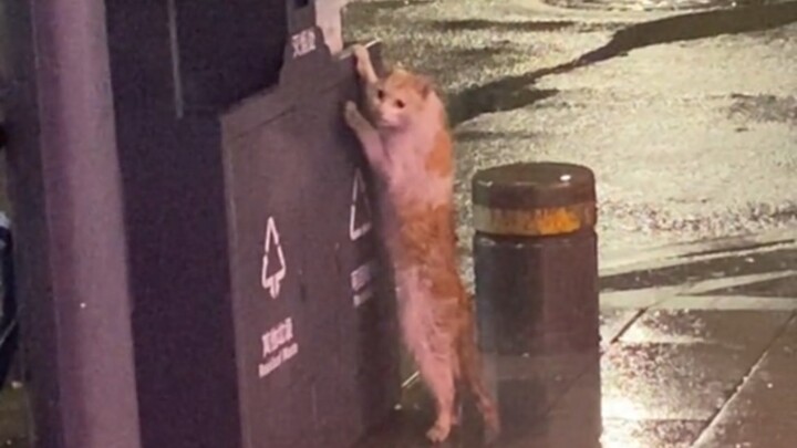 Stray cat: I’d love to celebrate the Mid-Autumn Festival too, but I don’t have a family anymore…