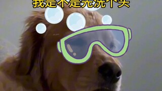 Comforting Dog: Should I wash my hair first?