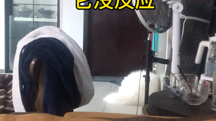 My dog language level is now 10! I can communicate with him seamlessly.