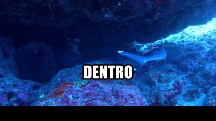 Entenda Hoje: O DETALHE no seu olfato que supera tubarões