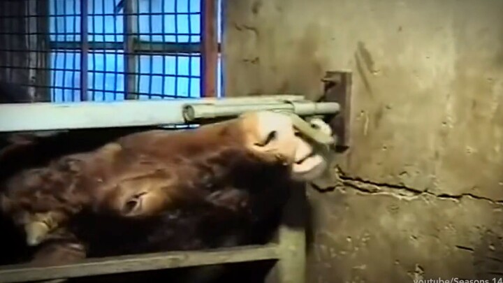 Don’t underestimate cows—they’re basically just big dogs!