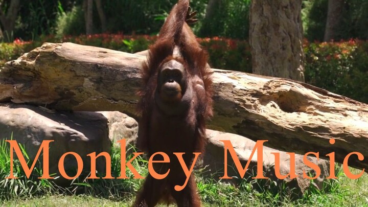 Monkey Music