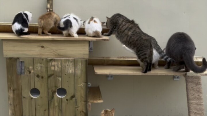 Make "summer bamboo drinking fountains" for the stray cats in the yard