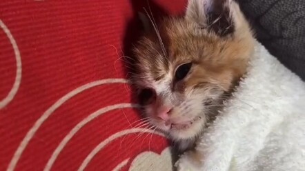 A little cat was stuck on a rockery, unable to move or even meow. Its whole body was stiff, its tail