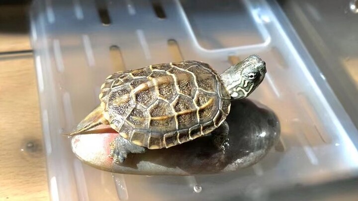 [Reptil] Betapa gigihnya kura-kura untuk menjemur cangkangnya