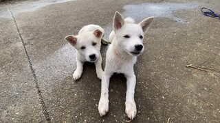 [Animals]Walking two dogs at a time