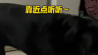 عندما يسمع الكلب أنه سيخرج للعب