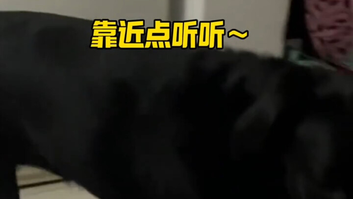 Khi chó nghe thấy đi chơi