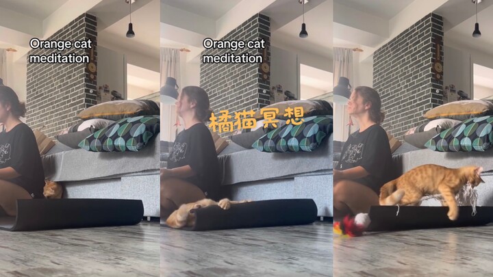 Giờ là lúc thiền, nhưng nhà mình có một chú mèo cam 🤣