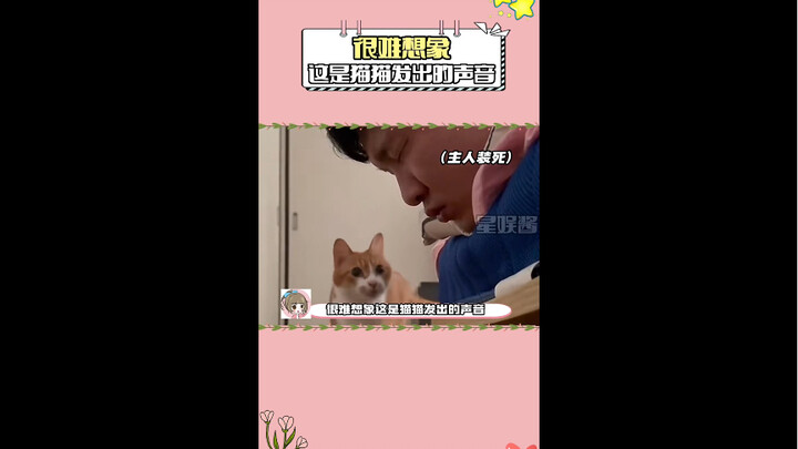 ماو ماو: كيف لا زلت حيًّا؟