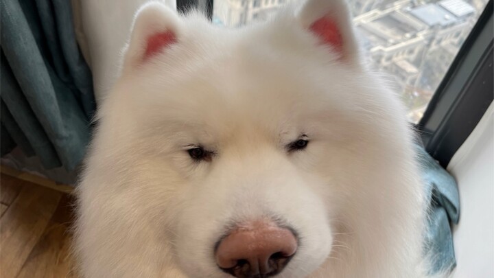 عذرًا، أنا أعتذر لكم...