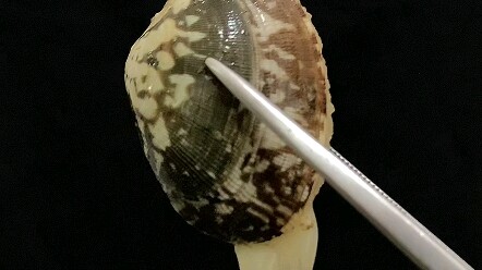 الطريقة الصحيحة لإزالة الرمل من المحار الستيني