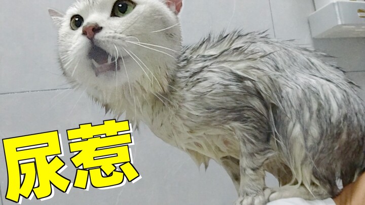 Kucing Ketagihan Numpang Minum Air Mandi, Langsung Dijebak dan “Dihukum” Langsung oleh Majikannya