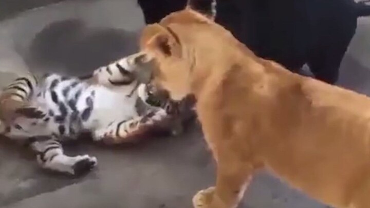 Who says you can’t touch a tiger’s butt?