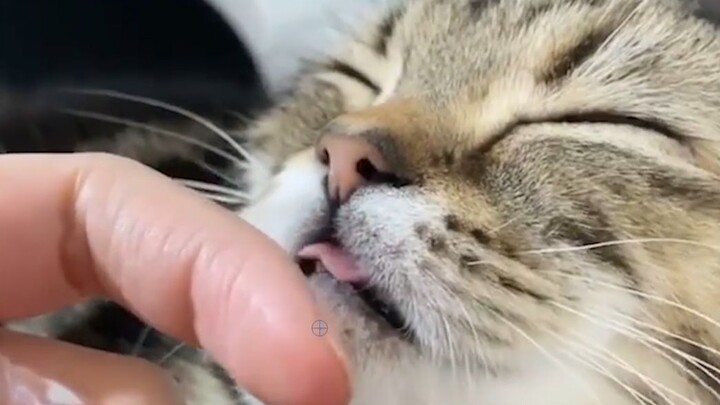 Hiện tượng mèo hút người