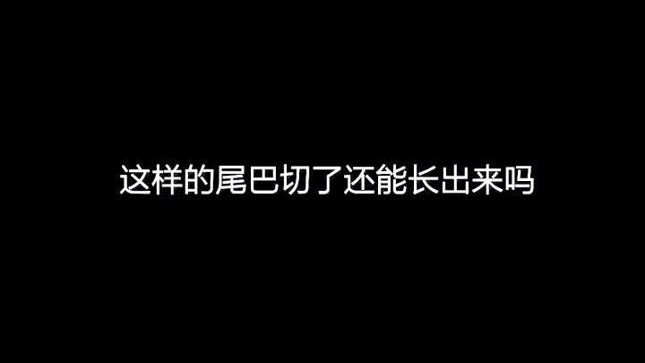 หางดังกล่าวสามารถงอกขึ้นมาใหม่ได้หรือไม่หลังจากถูกตัดออก? , , , จบเพลง