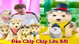 Thú Cưng TV | Gia Đình Gâu Đần #31 | Chó Golden thông minh vui nhộn | Pets funny cute dog