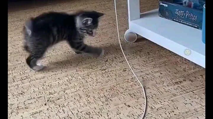 พฤติกรรมของแมวที่เหนือจินตนาการ