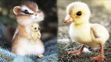 Cute Baby Animals Videos Compilation | Funny and Cute Moment of the Animals #2 - Cutest Animals 2024