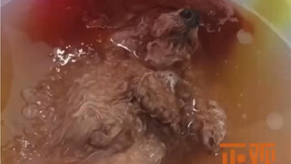 Anjing mandi sambil mengantuk sendiri: Awalnya pikir itu semangkuk sup